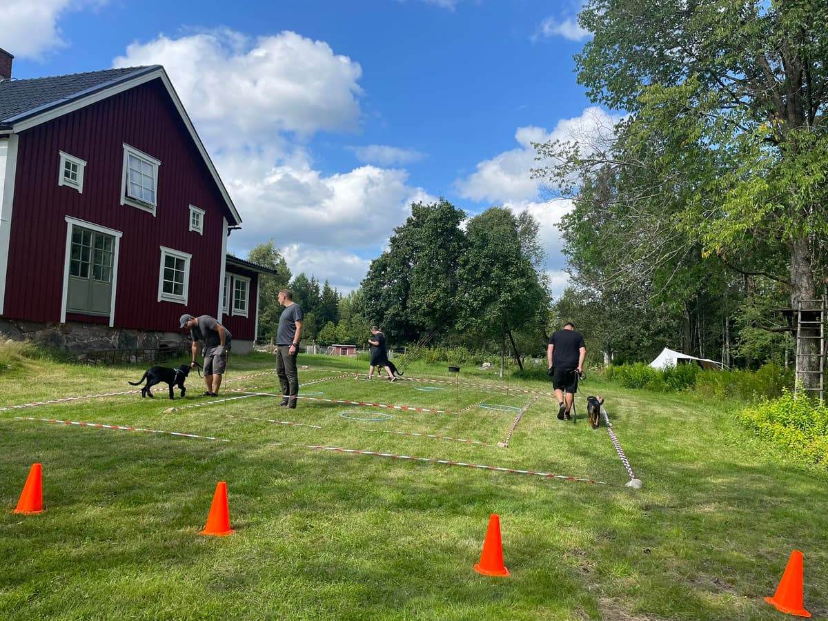 Rutger De Beer med sina Working Kelpies och fårflock